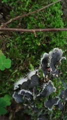 Peltigera canina