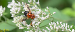 Volucella linearis