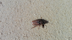 Anoxia australis