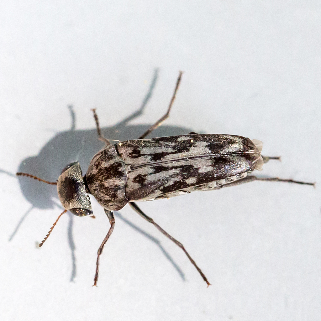 Two-toothed Tumbling Flower Beetle