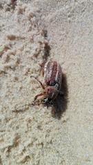 Anoxia australis