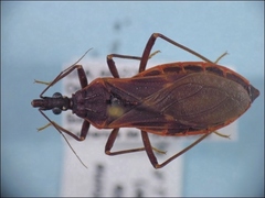 Triatoma rubida