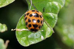 Henosepilachna vigintisexpunctata