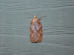 Acleris maccana