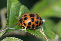 Henosepilachna vigintisexpunctata