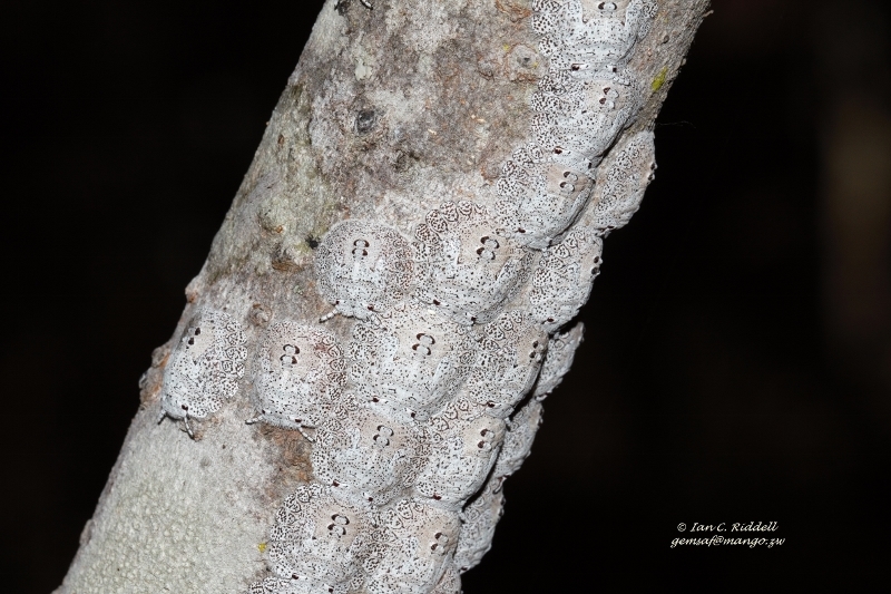 Libyaspis wahlbergi from Ewanrigg Botanic Gardens on June 25, 2017 at ...