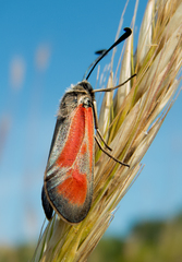 Zygaena punctum