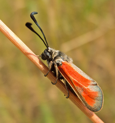 Zygaena punctum