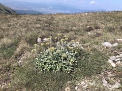 Potentilla speciosa