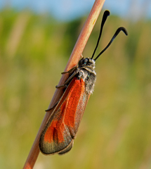 Zygaena punctum