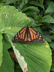 Danaus plexippus