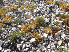 Thesium microcarpum