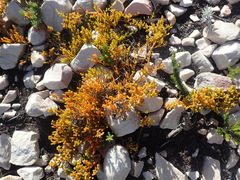 Thesium microcarpum
