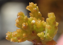 Thesium microcarpum