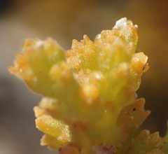 Thesium microcarpum