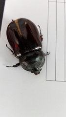 Oryctes nasicornis grypus