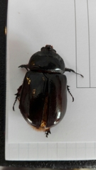 Oryctes nasicornis grypus