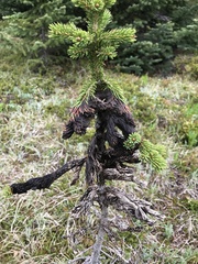 Herpotrichia juniperi