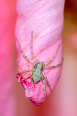 Pulchellodromus pulchellus