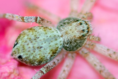 Pulchellodromus pulchellus