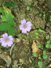 Geranium nodosum