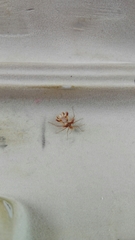 Phyllomorpha laciniata