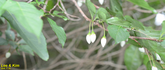 Styrax japonicus