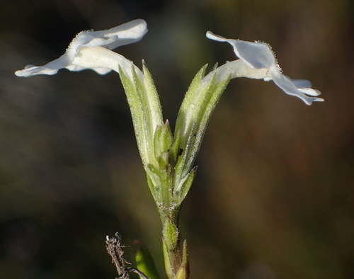 Image of Chascanum cernuum by (c) Nicola van Berkel, some rights reserved (CC BY-SA)