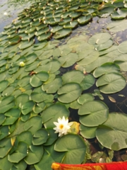 Nymphaea