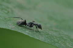 Camponotus