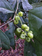 Thecacoris stenopetala