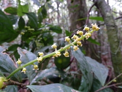 Thecacoris stenopetala