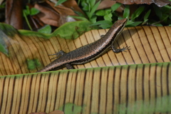 Copeoglossum aurae
