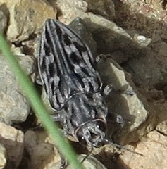 Chalcophora angulicollis