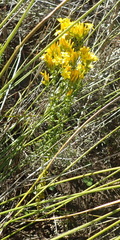 Sebaea stricta