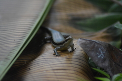 Copeoglossum aurae
