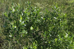 Salix lucida lucida