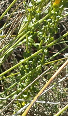 Sebaea stricta