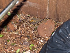 Bothrops pubescens