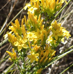 Sebaea stricta
