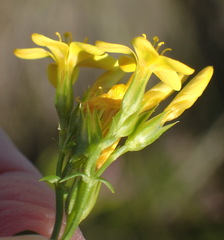 Sebaea stricta