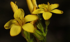 Sebaea stricta