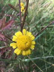 Cota tinctoria