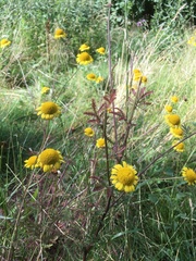 Cota tinctoria
