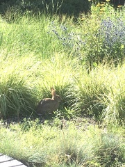 Oryctolagus cuniculus