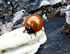 Aegithus clavicornis