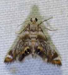 Eoparargyractis irroratalis
