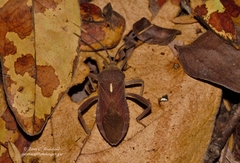Anoplocnemis