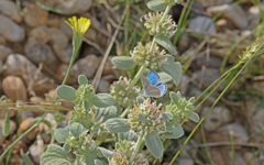 Polyommatus iphigenia