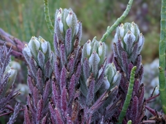 Chloropyron maritimum maritimum